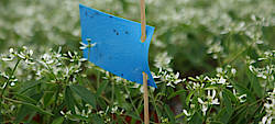 Blautafeln zur Schädlingsfrüherkennung ©B. Schönges