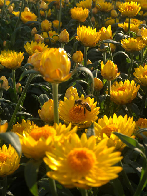 Image00016