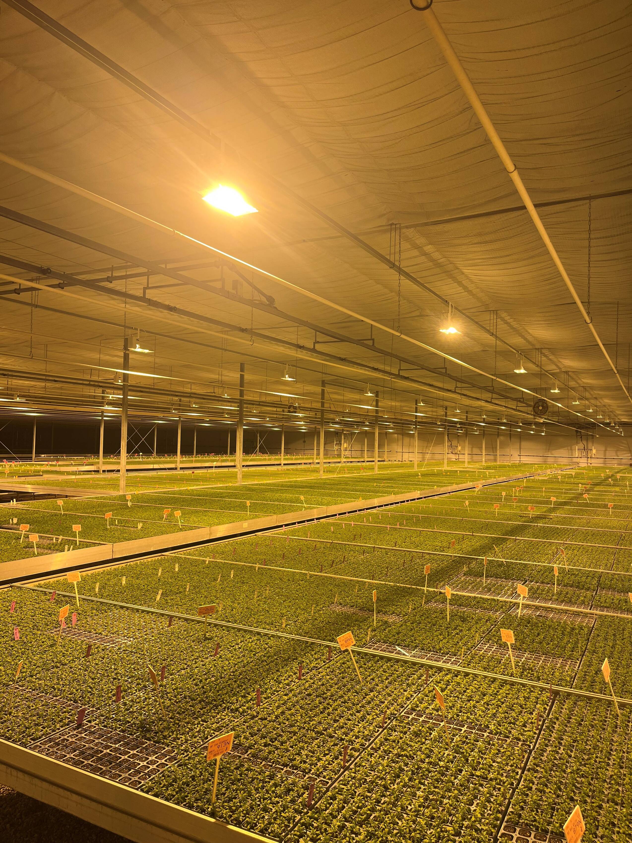 2026 Grow Light