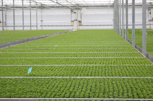 Produktion Jungpf